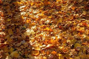 molti diverso autunno le foglie copertura il terra foto