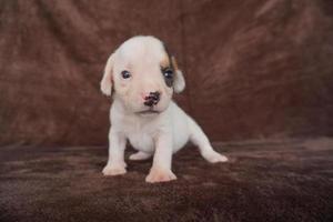 adorabile beagle su Marrone sfondo. beagle siamo Usato nel un' gamma di ricerca procedure. il generale aspetto di il beagle somiglia un' miniatura Foxhound. beagle avere eccellente nasi. foto