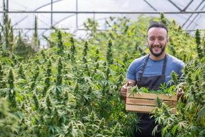 gli agricoltori che raccolgono cannabis nella sua pubblicità, la cannabis sativa viene coltivata industrialmente per la produzione di cannabis per prodotti derivati come l'olio di cbd. foto