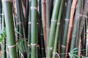 vicino foresta di bambù verde foto