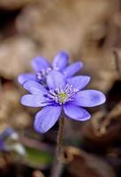 primi fiori di primavera blu, violette nella foresta