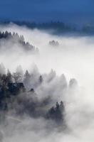 boschi alpini e prati nella nebbia all'alba foto
