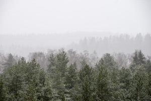 vista panoramica della foresta nebbiosa