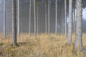 nebbia nella foresta di abete rosso naturale foto