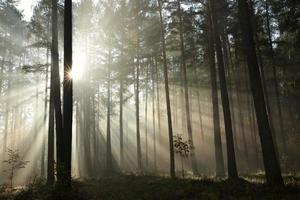bosco di conifere all'alba foto