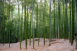 sacco di bambù nella foresta foto