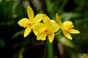 fiori di orchidea gialla nella foresta pluviale tropicale.