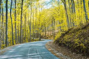 strada forestale aperta in autunno