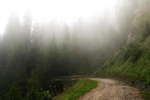 nebbia nella foresta di paneveggio, trentino - dolomiti foto