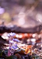 fiore viola selvatico foto