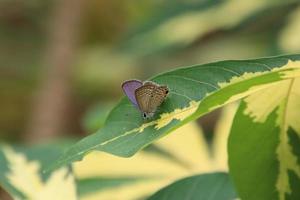 pianure Cupido farfalla su un' foglia foto