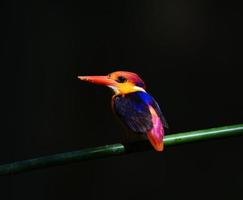 uccello colorato (martin pescatore dal dorso nero) in natura, foto