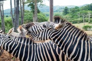 un' coppia di zebra nel il zoo alimentato di il viaggiatore. messa a fuoco su occhio e ciglio di natura e mostrare il naturale bellissimo modello di animale. foto