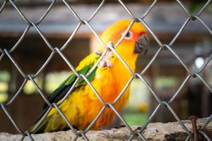 bellissimo colorato sole conure pappagallo nel il uccello gabbia nel zoo in piedi su albero ramo. foto
