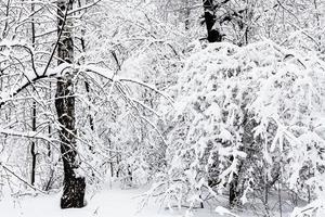 betulle e querce nel nevoso foresta nel nuvoloso giorno foto