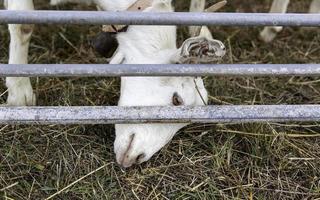 giovane cornuto capra su un' azienda agricola foto