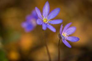Blue sprigtime liverworts fiore (hepatica nobilis)