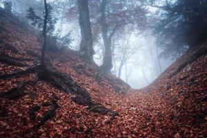 sentiero attraverso una misteriosa vecchia foresta oscura nella nebbia. autunno