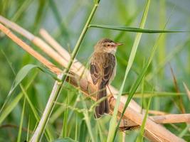 uccello canoro su il campo nel natura foto