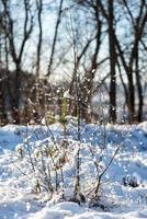 alberi d'inverno coperti di neve nel freddo foto