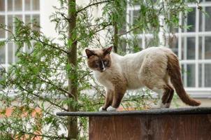 un' gatto su il strada passeggiate e si arrampica su tetti foto