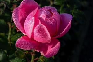 rosa fiorire con acqua gocce nel il sole foto