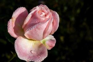 rosa fiorire con acqua gocce nel il sole
