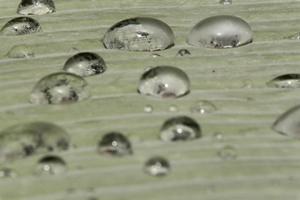 acqua perline e acqua goccioline sistemato su verde le foglie con bianca pelle su il foglia superficie. foto