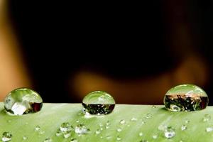 acqua perline e acqua goccioline sistemato su verde le foglie con bianca pelle su il foglia superficie. foto