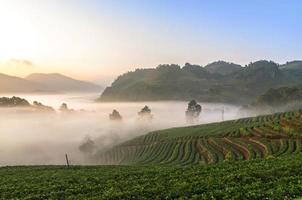 fattoria di fragole quando l'alba con nebbia, doi angkhang, chiangmai p