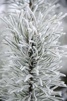 ramo di pino nel gelo invernale bianco