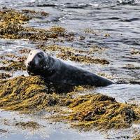 un' Visualizza di un' foca via il costa di il isola di uomo foto