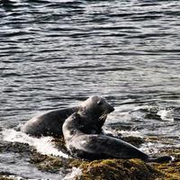 un' Visualizza di un' foca via il costa di il isola di uomo foto