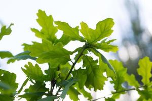 giovani foglie di quercia sullo sfondo foto
