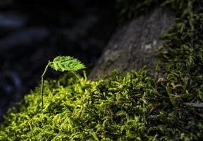uno piccolo verde foglia su un' ramoscello vicino su contro un' sfondo di muschio. ecologia concetto foto