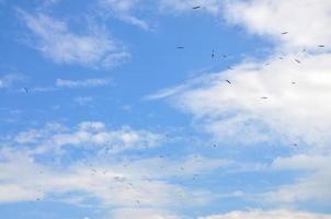 un' lotto di bianca gabbiani volare nel il nuvoloso blu cielo foto