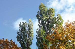 frammento di alberi il cui, di chi le foglie modificare colore nel il autunno stagione foto