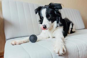 divertente ritratto di simpatico cucciolo di cane border collie sorridente che gioca con la palla giocattolo sul divano al chiuso. nuovo adorabile membro della famiglia cagnolino a casa che guarda e aspetta. concetto di cura degli animali e animali. foto