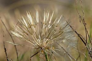 dente di leone fioriture nel un' foresta radura. foto