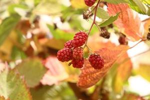 lampone cespugli con maturo frutti di bosco nel il città parco. foto