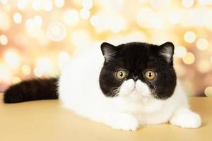 un' bellissimo esotico capelli corti gatto bugie su il colorato festivo sfondo di il studio. foto