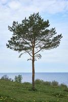 un' solitario pino albero cresce su il alto riva di il lago contro il cielo. foto