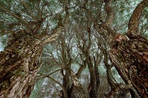 parte inferiore Visualizza di il albero con bianca cielo sfondo. foto