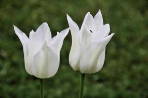 un' Visualizza di alcuni fiori foto