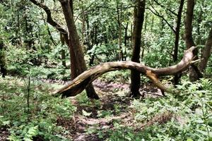 un' Visualizza di il shropshire campagna vicino grinshill foto