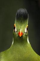 turaco dalle guance bianche