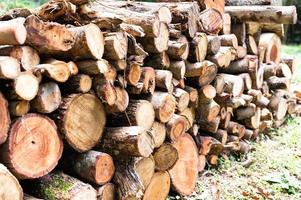 registrazione, di spessore logs menzogna nel il foresta contro il fondale di un' tramonto, copia spazio, legname foto