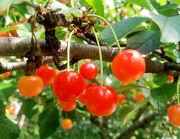 rosso ciliegie su un' albero ramo foto