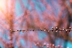 ciliegia fiorire nel primavera. ramo con fiori foto