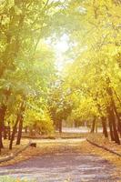 sera paesaggio con ingiallimento alberi e un' lotto di le foglie caduto su il strada nel il parco foto